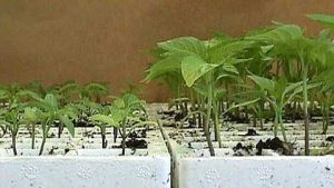fertizante con materia organica