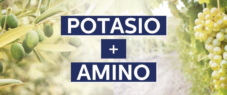 FERTIGOTA® AMINO POTASIO