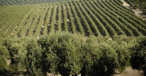 Fertirrigación del Olivar