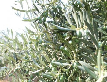 como optimizar la fertirrigación del olivar