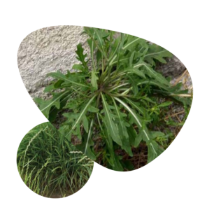 herbicias pedro guzman