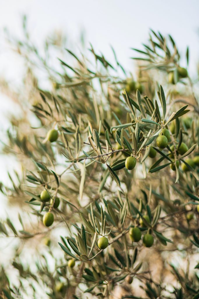 ¿Cómo podemos valorar la rentabilidad de una plantación de olivar?