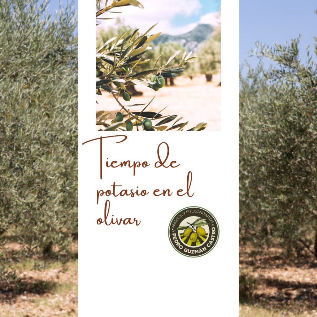 Tiempo de potasio en el olivar