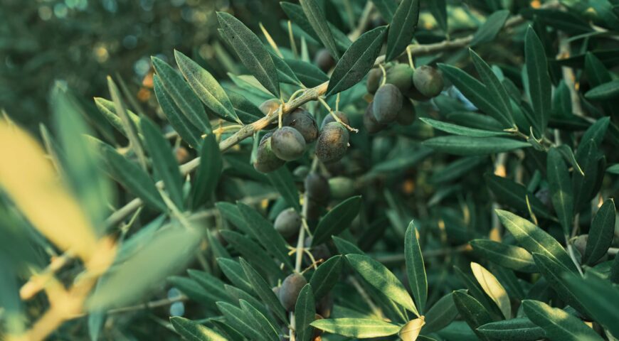 ¿Cuándo regar y cómo fertilizar el cultivo del olivar de regadío con restricciones de agua?